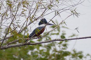 Kingfisher, Ringed, 2013--01074946 Sabal Palm Sanctuary, Brownsville, TX_2